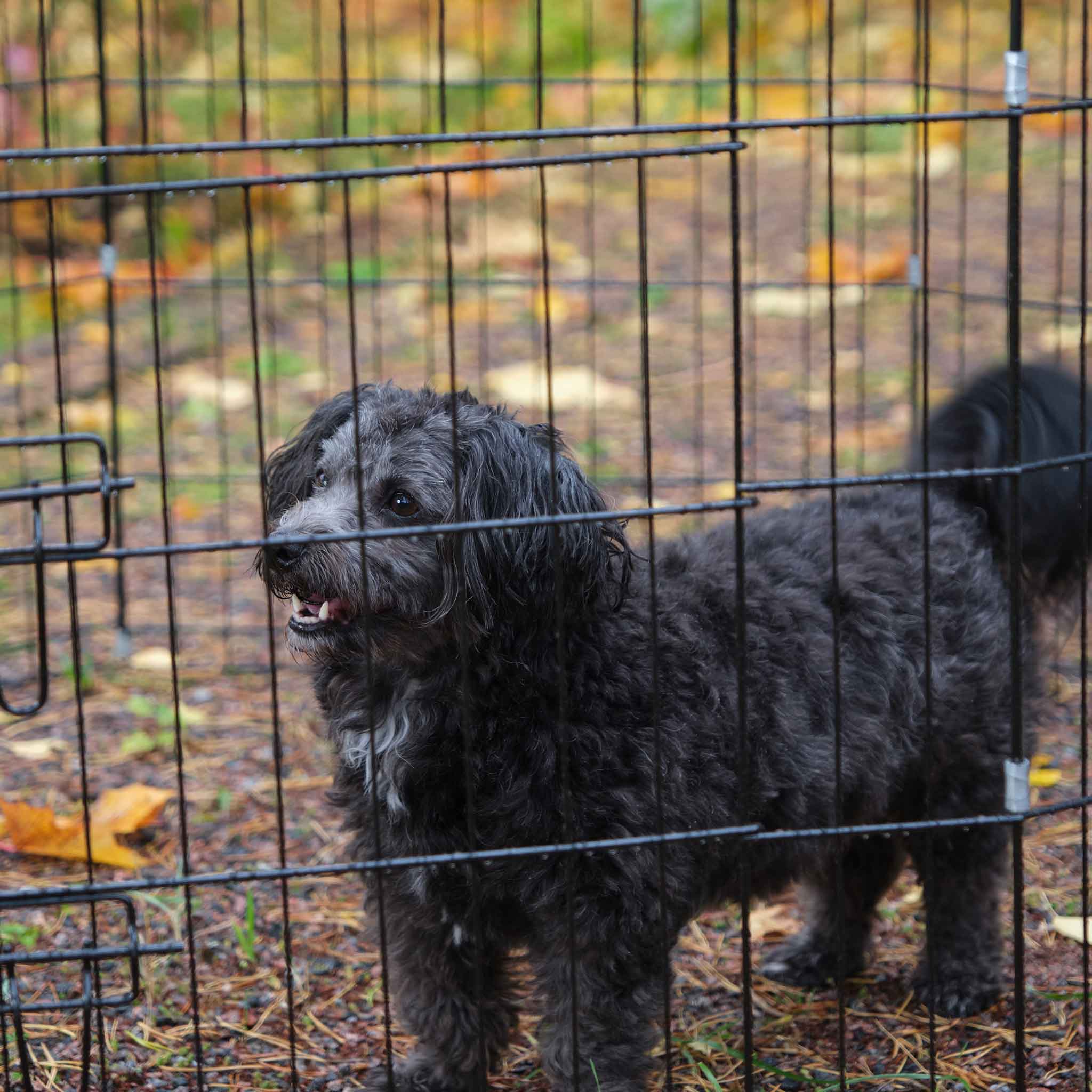 Trekker Maniežas Šunims Puppy Playpen M, 8-Plokštės 61x76cm